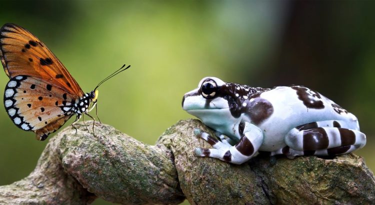 Animal Discoveries of 2025