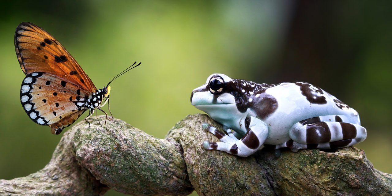 Animal Discoveries of 2025