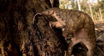 Top 10 Weirdest Animals You Didnt Know Existed
