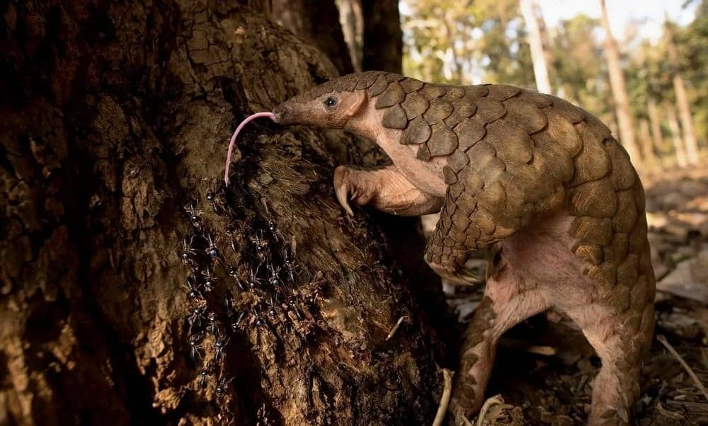 Weirdest Animals