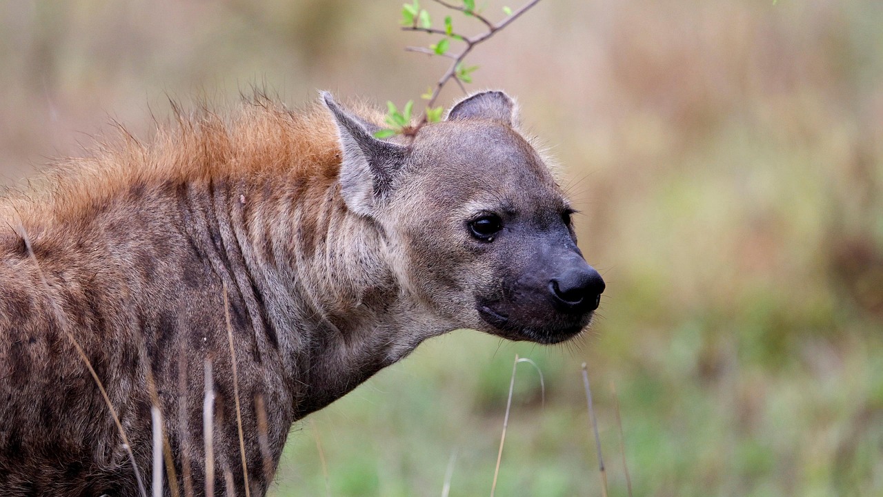 Wildest Animal